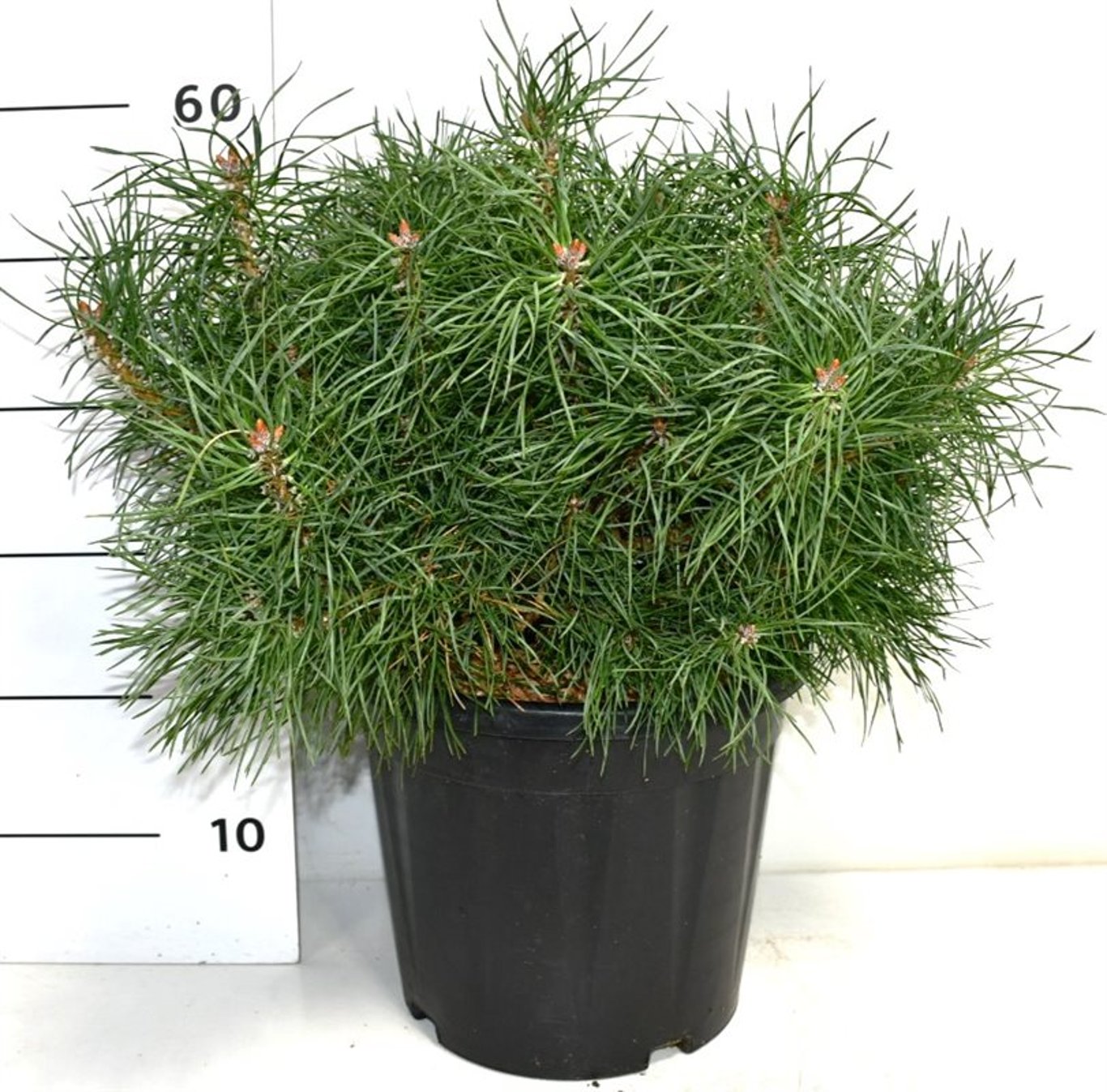 Pinus sylv. 'Blue Pearl' - C12 30-40 CM